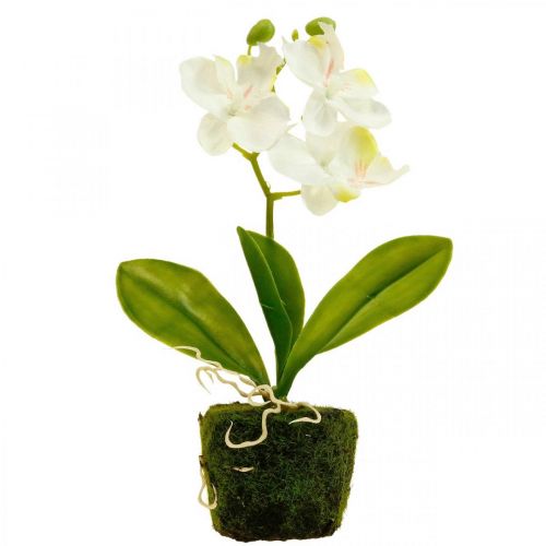 Floristik24 Orquídeas artificiais Orquídea flor artificial branca 20cm