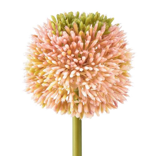 Itens Alho artificial allium ornamental rosa verde Ø10cm C65cm