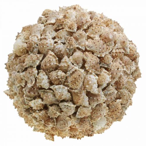 Floristik24 Deco bola caracóis do mar decoração de mesa marítima decoração natural Ø25cm