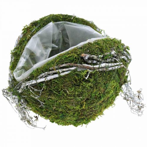 Floristik24 Decoração de sepultura vinhas bola verde musgo, caiado de branco Ø20cm