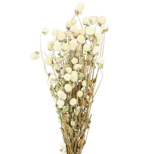 Floristik24 Globo Amaranto Gomphrena Globosa Creme Natural L45cm 100g