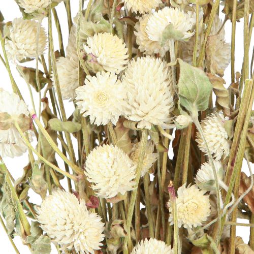 Floristik24 Globo Amaranto Gomphrena Globosa Creme Natural L45cm 100g