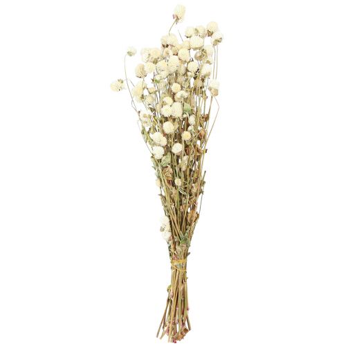 Floristik24 Globo Amaranto Gomphrena Globosa Creme Natural L45cm 100g