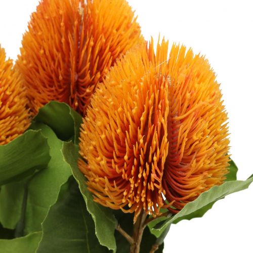 Floristik24 Flores artificiais, Banksia, Proteaceae Laranja C58cm Alt.6cm 3 unid.