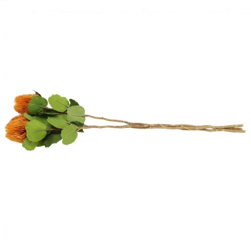 Floristik24 Flores artificiais, Banksia, Proteaceae Laranja C58cm Alt.6cm 3 unid.