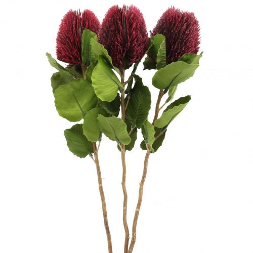 Floristik24 Flores artificiais, Banksia, Proteaceae vinho tinto L58cm H6cm 3pcs