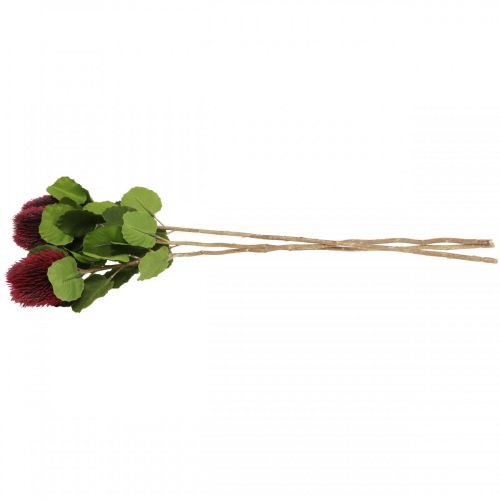 Floristik24 Flores artificiais, Banksia, Proteaceae vinho tinto C58cm Alt.6cm 3 unidades