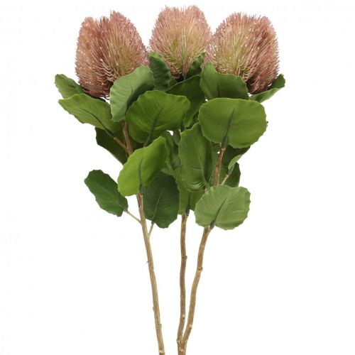 Floristik24 Banksia Proteaceae Artificial Branco-Roxo L58cm Alt.6cm 3 unidades