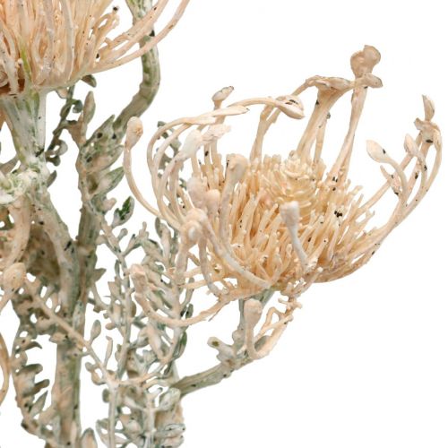 Floristik24 Flores Artificiais, Flor Alfineteira, Leucospermum, Proteaceae Lavado Branco L58cm 3pcs