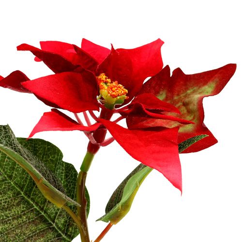 Floristik24 Flores artificiais vermelho poinsétia L73cm