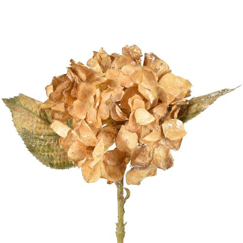 Floristik24 Hortênsia artificial seca decoração de outono Drylook L33cm