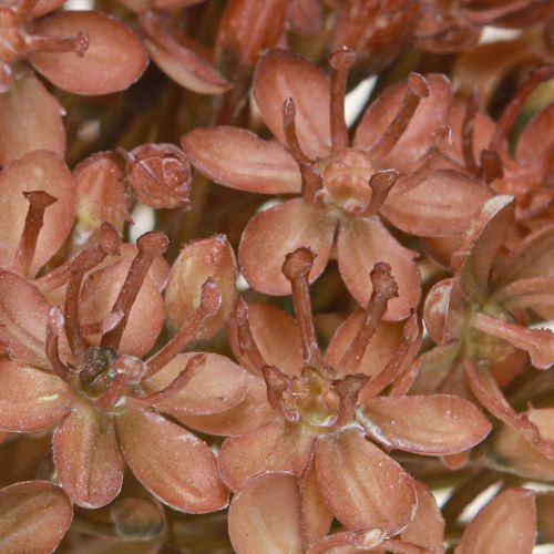 Itens Ramo artificial para decoração de outono, ramo de flores marrom vermelho 45cm 2 peças
