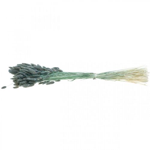 Floristik24 Lagurus Rabo de Coelho Seco Grama Azul Verde 65-70cm 100g