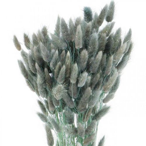 Floristik24 Lagurus Rabo de Coelho Seco Grama Azul Verde 65-70cm 100g