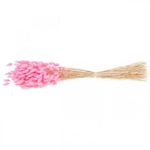 Itens Lagurus Grama Rabo de Coelho Seco Rosa 65-70cm 100g
