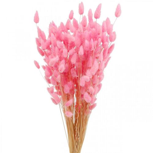 Floristik24 Lagurus Rabo de Coelho Seco Grama Rosa 65-70cm 100g