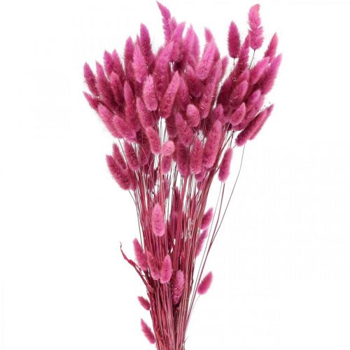 Floristik24 Lagurus Rabo de Coelho Seco Grama Roxo 65-70cm 100g