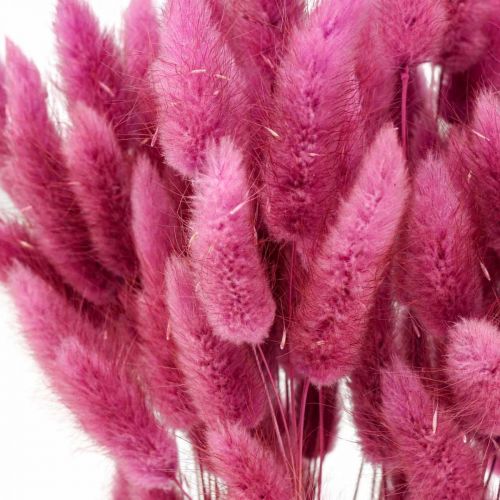 Itens Lagurus Rabo de Coelho Seco Grama Roxo 65-70cm 100g