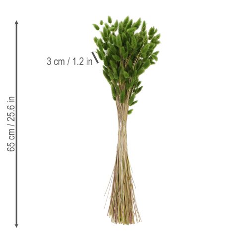 Itens Lagurus seco (rabo-de-lebre) 65-70cm 100g