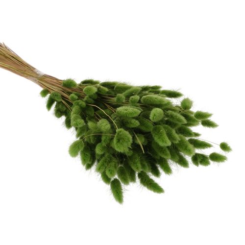 Itens Lagurus seco (rabo-de-lebre) 65-70cm 100g