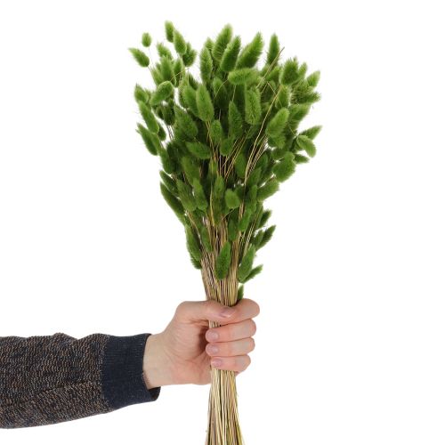 Itens Lagurus seco (rabo-de-lebre) 65-70cm 100g