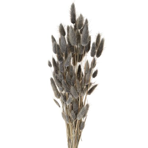 Floristik24 Lagurus Capim Rabo de Lebre Seco Cinza 45-55cm 50g