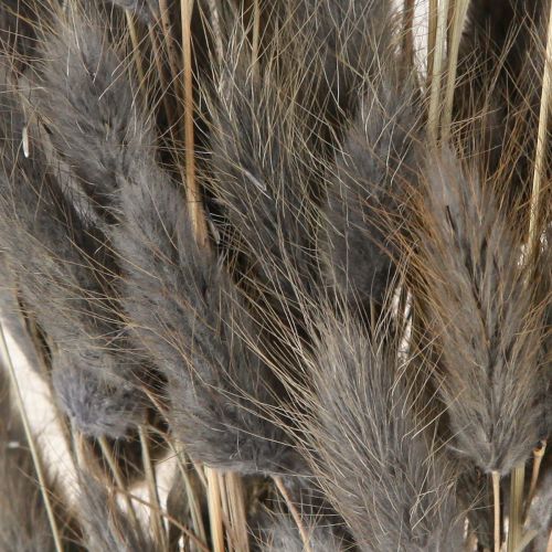Itens Lagurus Capim Rabo de Lebre Seco Cinza 45-55cm 50g
