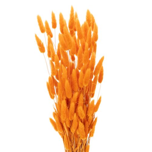 Feixe de capim-veludo Lagurus, seco, 70 cm, 100 g comprar | Floristik24.pt