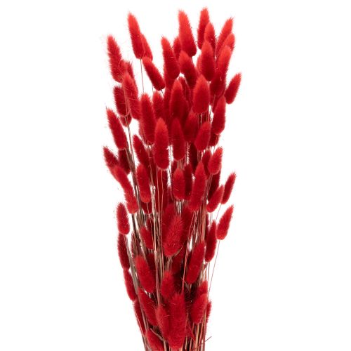 Ramo de flores secas Lagurus, decoração floral, 70cm, 100g