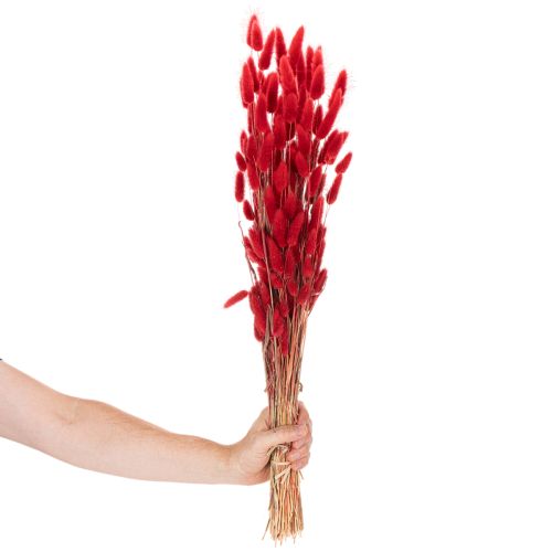 Ramo de flores secas Lagurus, decoração floral, 70cm, 100g | Floristik24.pt