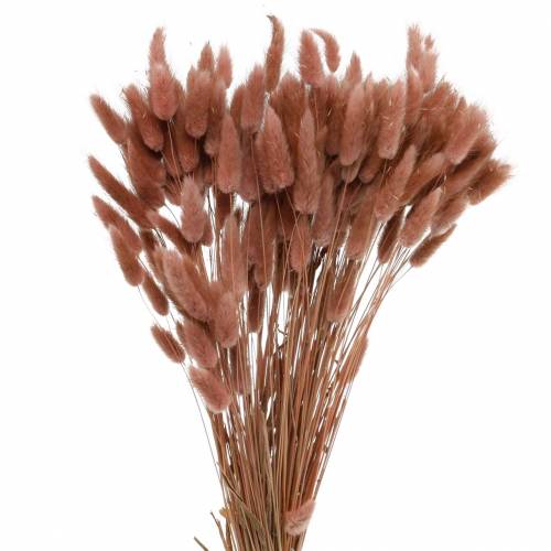Floristik24 Floricultura seca capim rabo de coelho Lagurus marrom avermelhado 100g