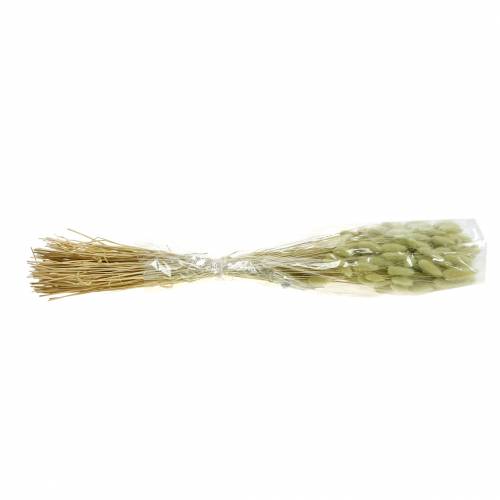 Floristik24 Velvet Grass Lagurus Light Green 100g Dry Grass