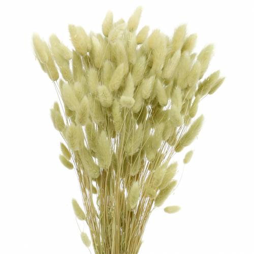 Floristik24 Velvet Grass Lagurus Light Green 100g Dry Grass