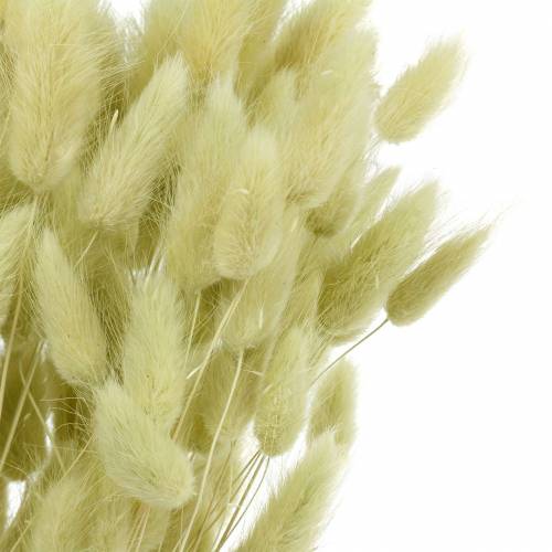 Itens Velvet Grass Lagurus Light Green 100g Dry Grass