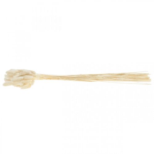 Floristik24 Grama cauda de lebre seca Lagurus branqueada 40-50 cm 50 unid.