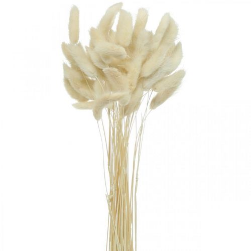 Grama cauda de lebre seca Lagurus branqueada 40-50 cm 50 unid.