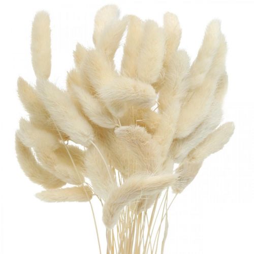 Floristik24 Grama cauda de lebre seca Lagurus branqueada 40-50 cm 50 unid.