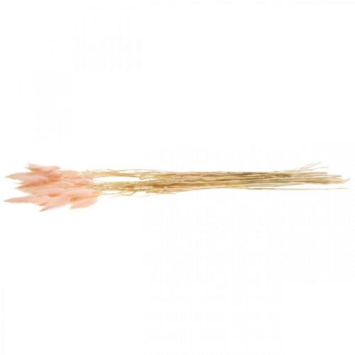 Floristik24 Grama decorativa rosa, Lagurus, decoração natural, floricultura seca C45–50cm 30 peças