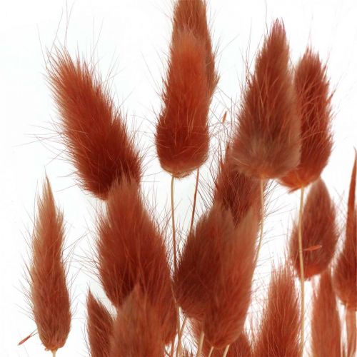 Itens Erva seca vermelho ferrugem, decoração natural, lagurus, floricultura seca L45–50cm 30p