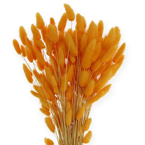 Floristik24 Grama Decorativa Laranja Lagurus 100gr