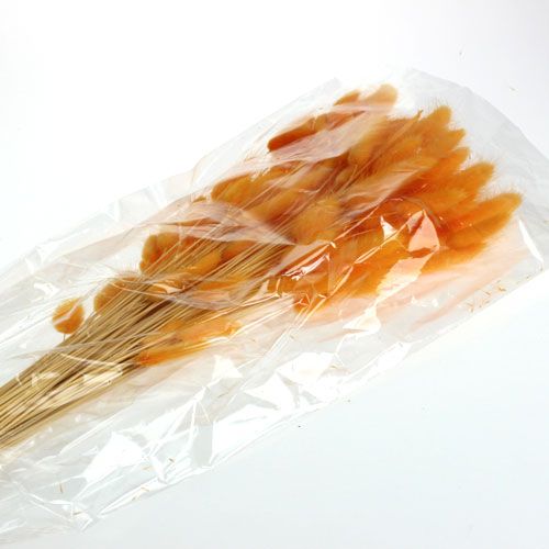 Floristik24 Grama Decorativa Laranja Lagurus 100gr