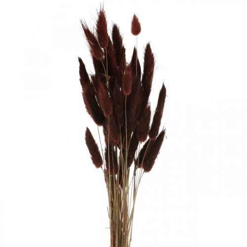 Floristik24 Floricultura seca, grama decorativa, Lagurus Brown L35–50cm 25g