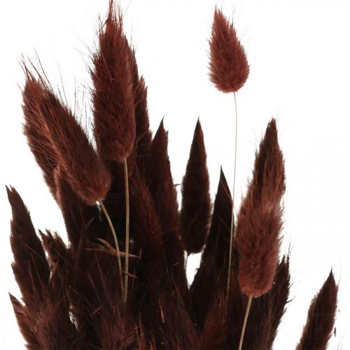 Itens Floricultura seca, grama decorativa, Lagurus Brown L35–50cm 25g