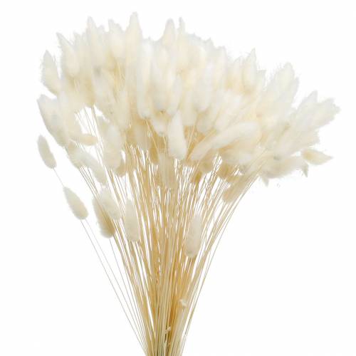 Flor seca Lagurus lâmpada de limpeza de grama branqueada 100g