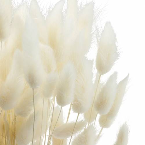Floristik24 Flor seca Lagurus lâmpada de limpeza de grama branqueada 100g