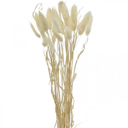 Floristik24 Lagurus decoração seca, capim veludo, capim rabo de coelho, decoração seca branqueada L20–60cm 30p