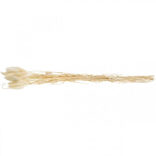 Floristik24 Decoração seca Lagurus, grama de veludo, grama de cauda de coelho, decoração seca branqueada L20-60cm 30 peças
