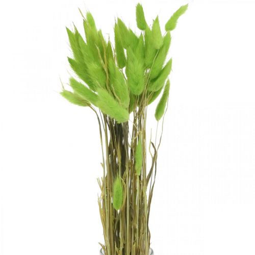 Veludo grama verde, lagurus, decoração seca, erva doce seca L18-50cm 25g