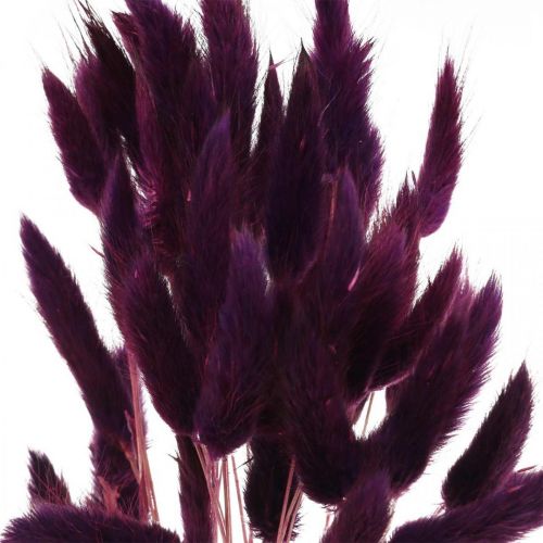 Velvet Grass Violet, Rabbit Grass, Lagurus L18-50cm 25g