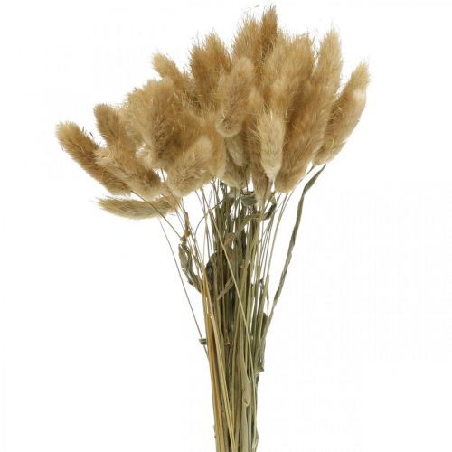 Itens Lagurus ovatus, Pennisetum Grass, Velvet Grass Natural Light Brown L40–50cm 30g